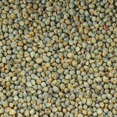Green Millet (Bajra)