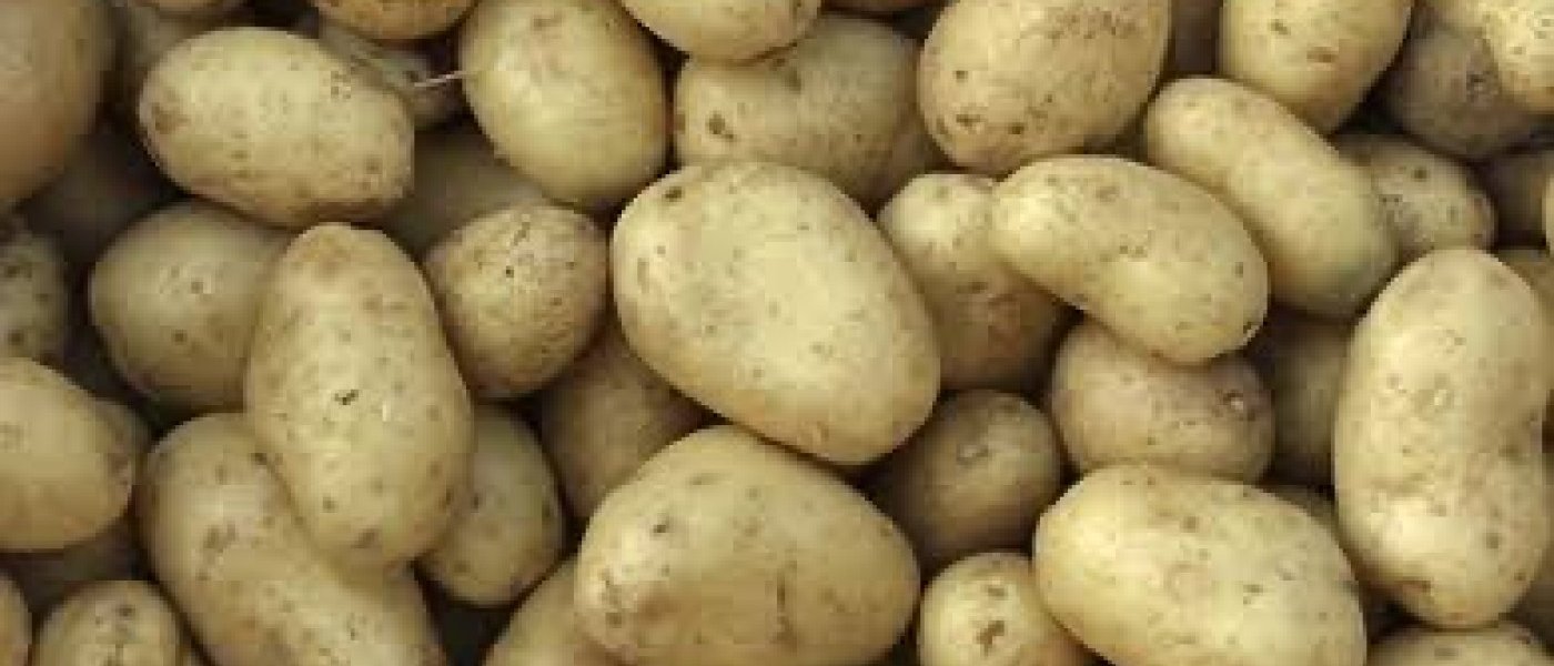 Irish Potatoes (Solanum tuberosum)