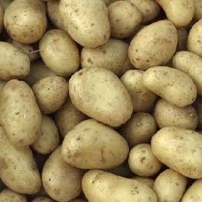 Irish Potatoes (Solanum tuberosum)