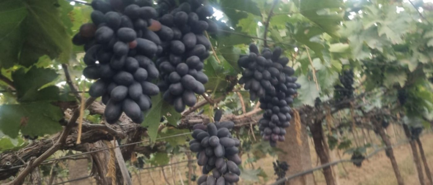 Fresh green and black grapes
