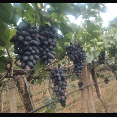 Fresh green and black grapes