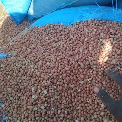 Good product Good groundnut