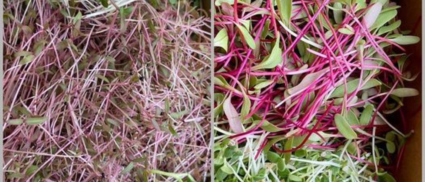 Organic microgreens