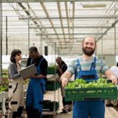 poivrons vert , banane , l'igname