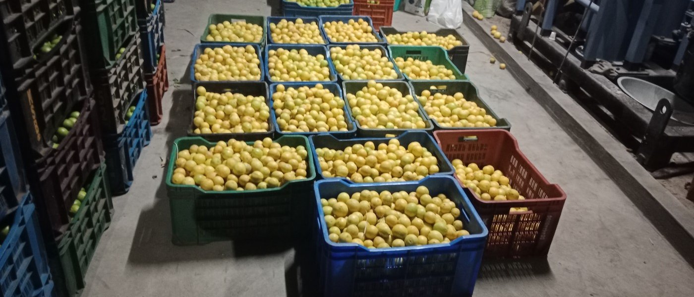 Fresh Yellow Lemons
