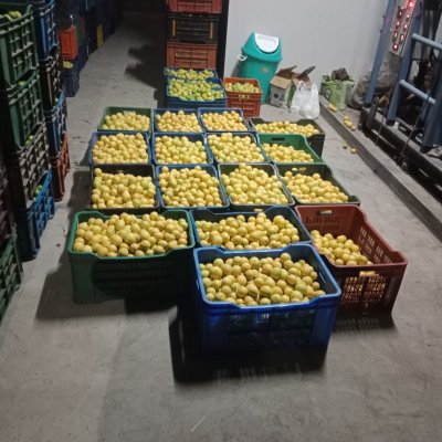 Fresh Yellow Lemons