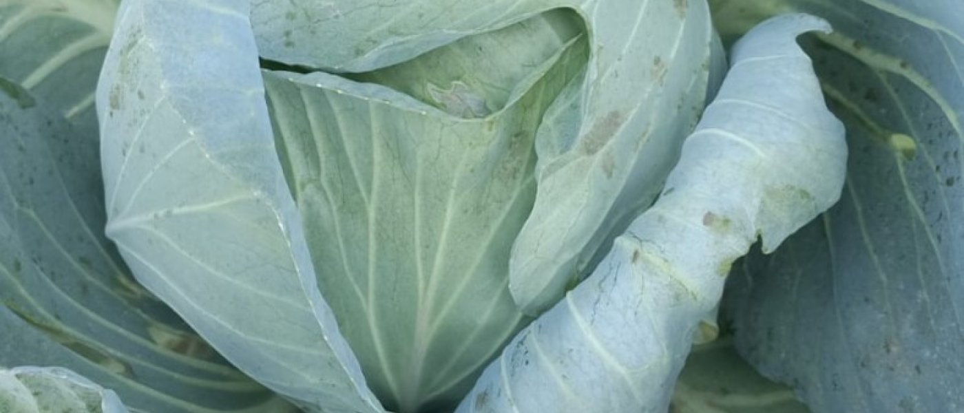 Organic ladies finger and chilli