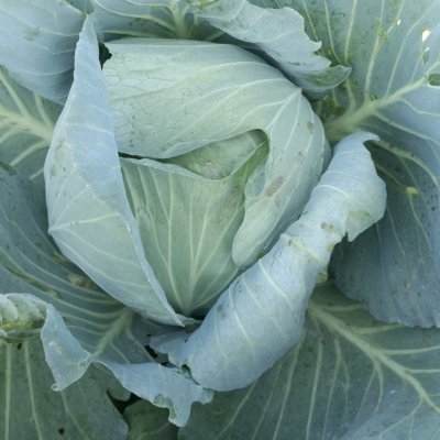 Organic ladies finger and chilli