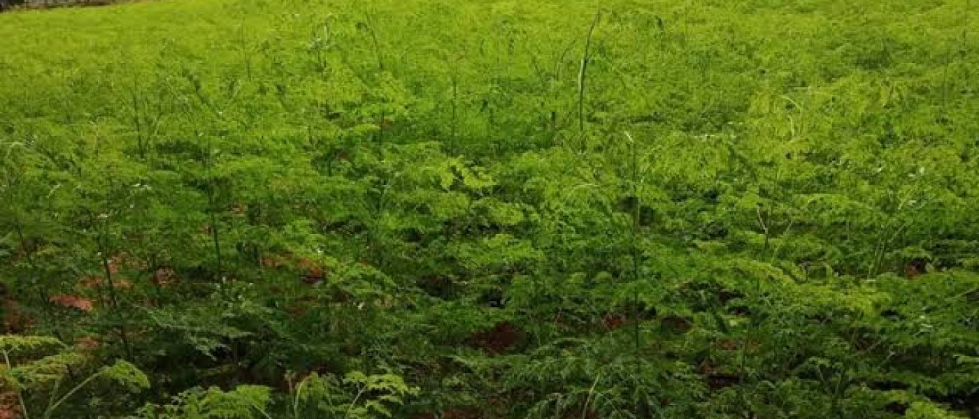 Fresh moringa leaves