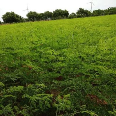 Fresh moringa leaves