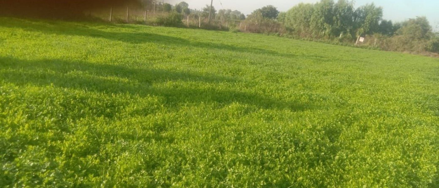 coriander leaves