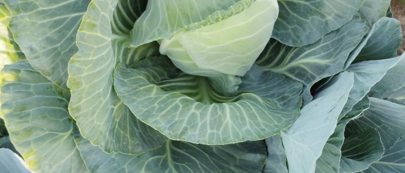 Fresh cabbage