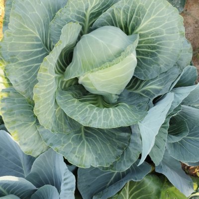 Fresh cabbage