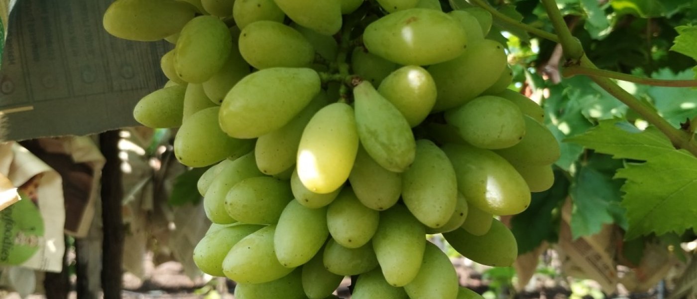 Best quality grapes