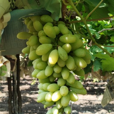 Best quality grapes