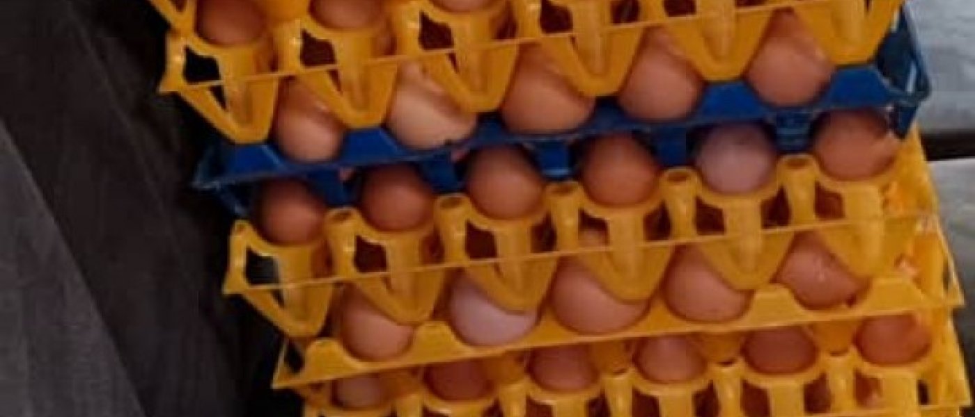 Fresh eggs