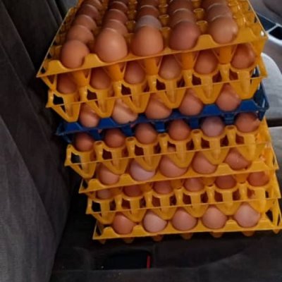Fresh eggs