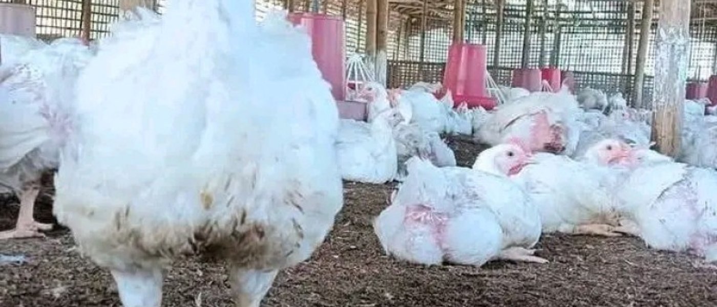 Fresh cabbages /delicious avocados /big potatoes and chickens