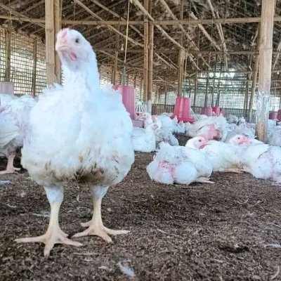 Fresh cabbages /delicious avocados /big potatoes and chickens