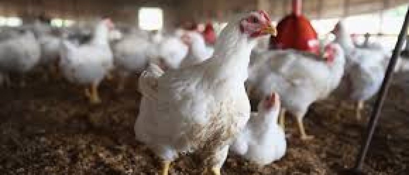 Live or dressed chickens