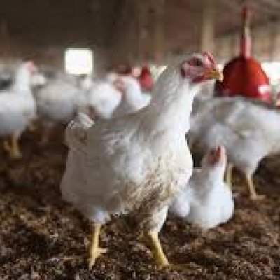 Live or dressed chickens