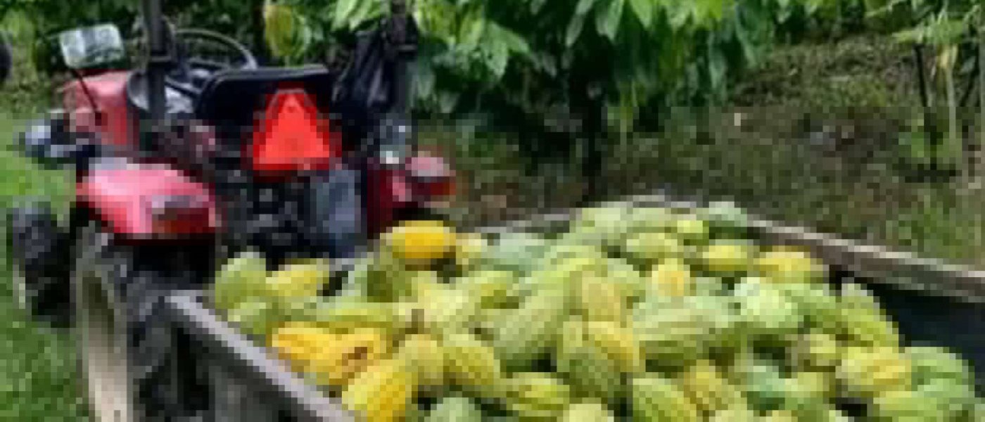 Fresh Bitter kola, kola nuts, cocoa beans, Bananas and fruits