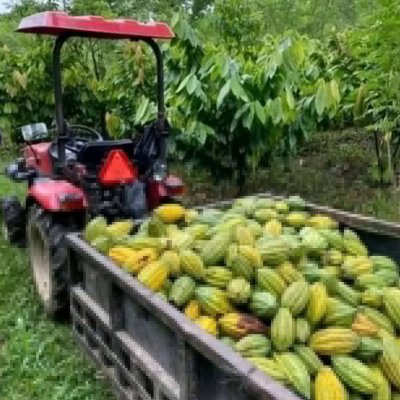 Fresh Bitter kola, kola nuts, cocoa beans, Bananas and fruits
