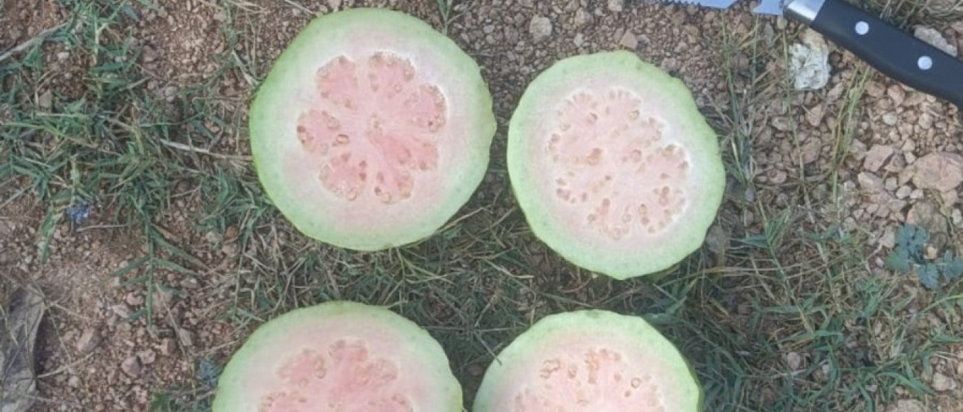 Guavas