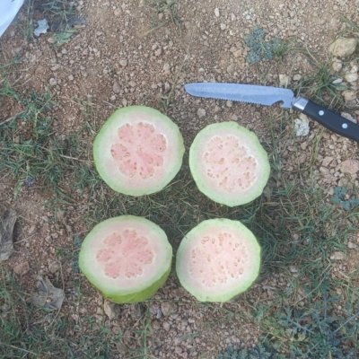 Guavas