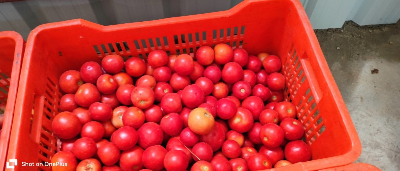 Tomatos in low cost