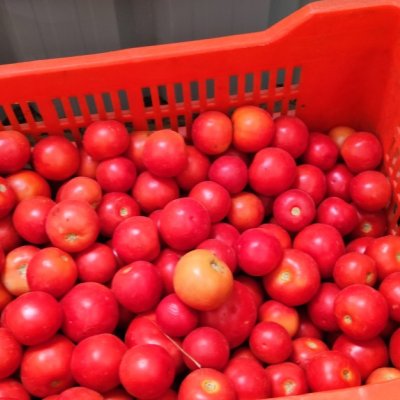 Tomatos in low cost