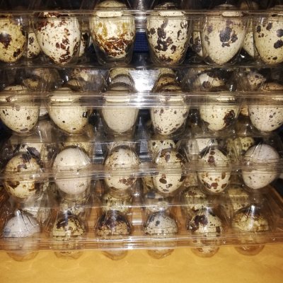Quails,quail eggs, local chicken, guinea fowls, pekin ducks