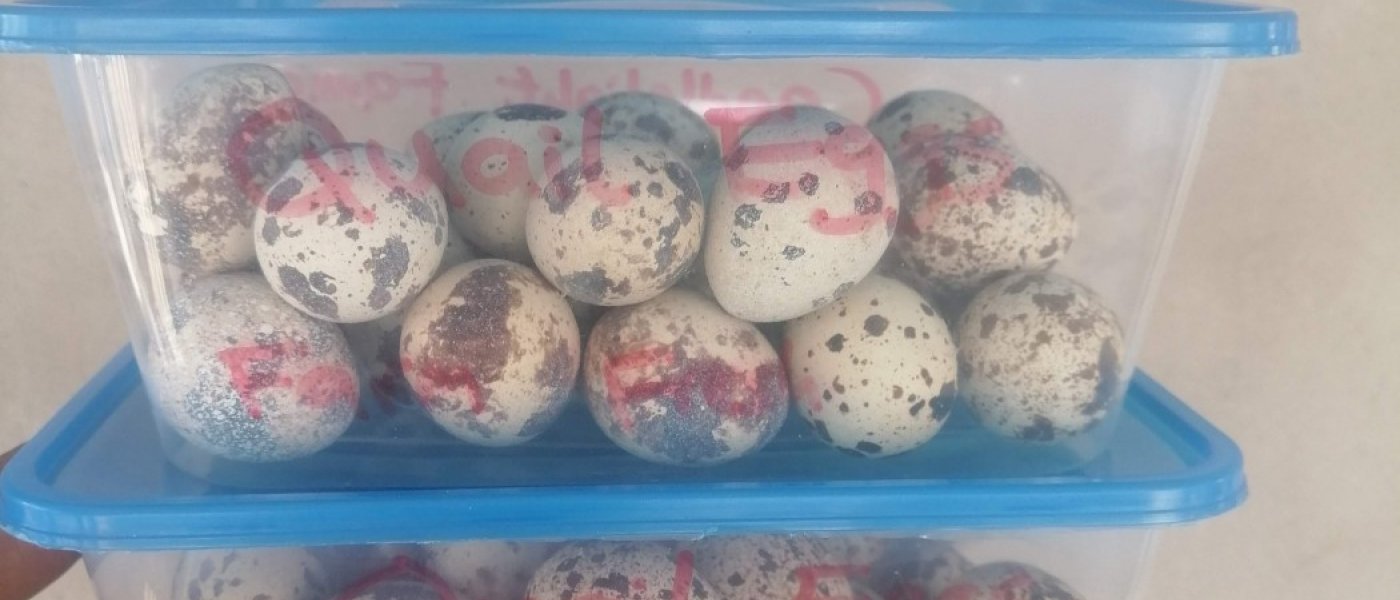 Quail eggs