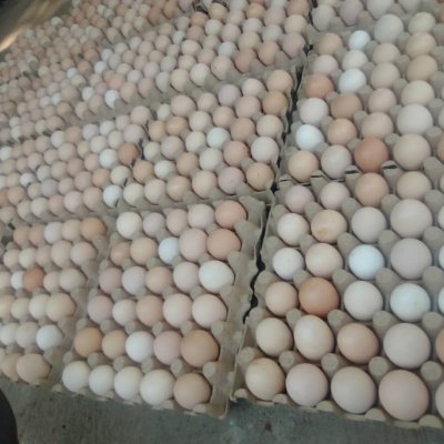 Yellow York Eggs