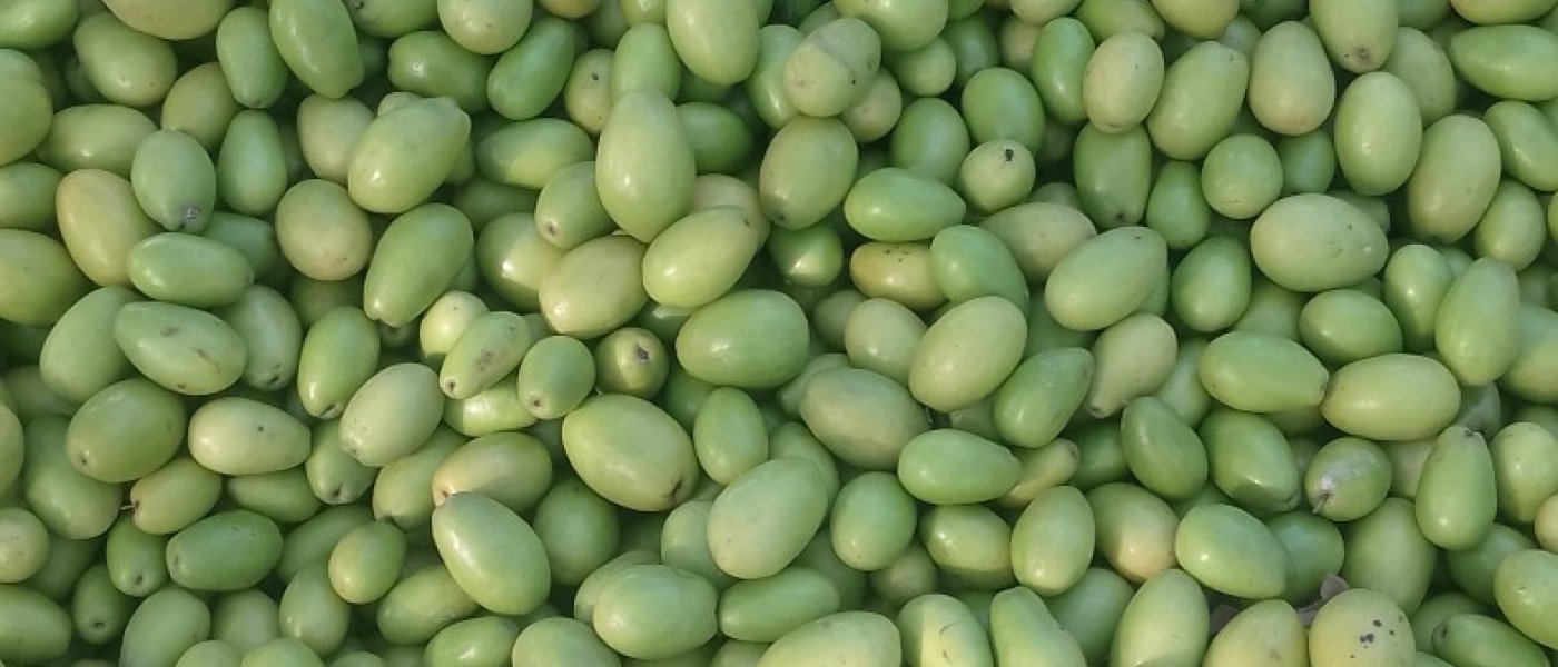 Fresh And Organic jujube.....