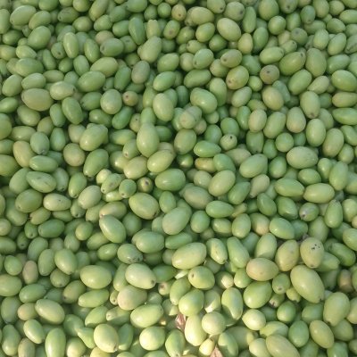 Fresh And Organic jujube.....