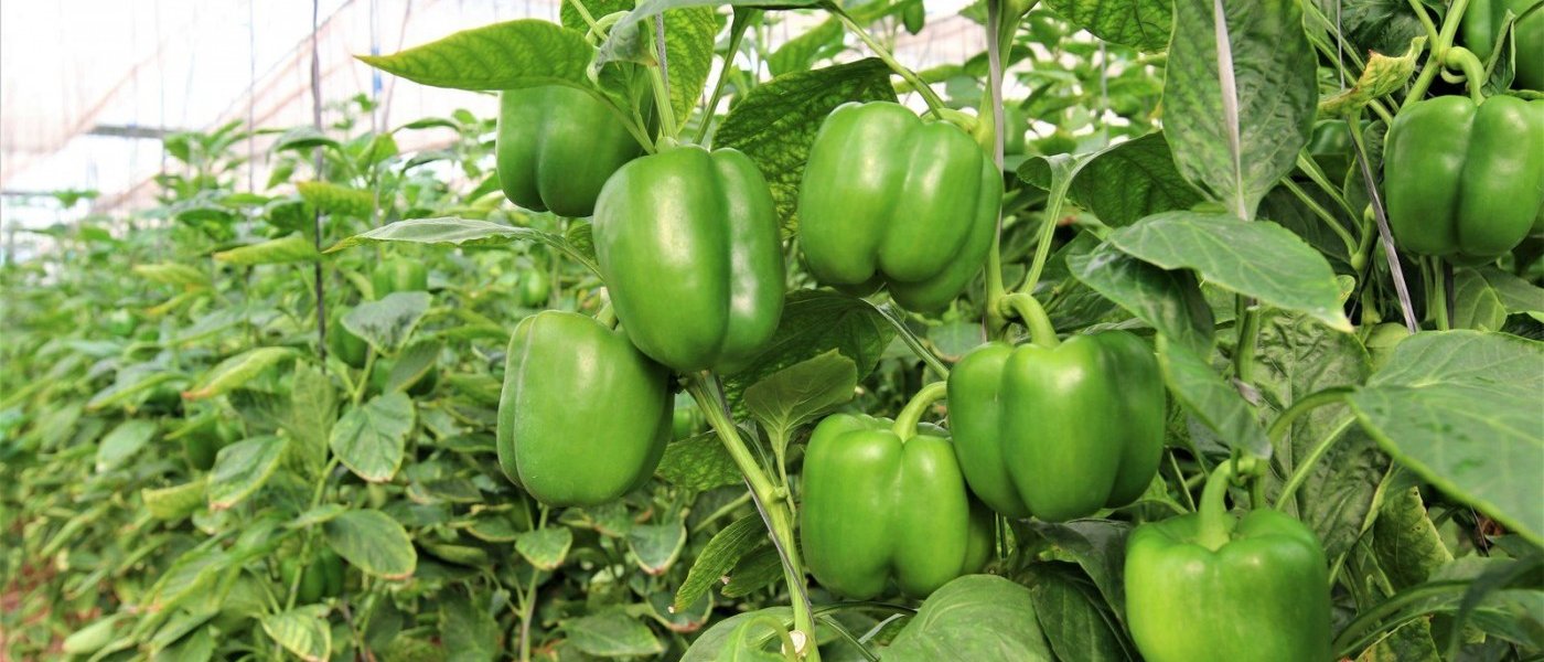Fresh green  bell peppers