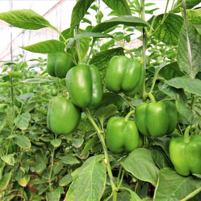 Fresh green  bell peppers