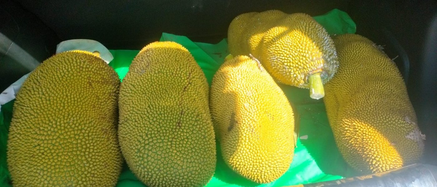 Jackfruits