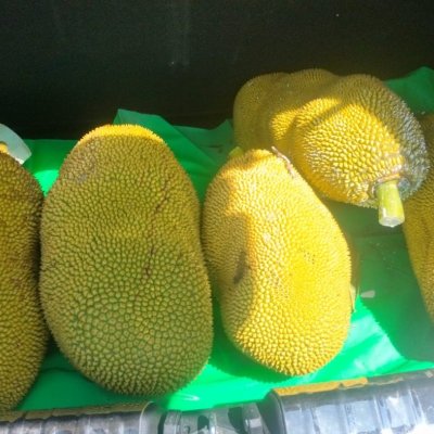 Jackfruits