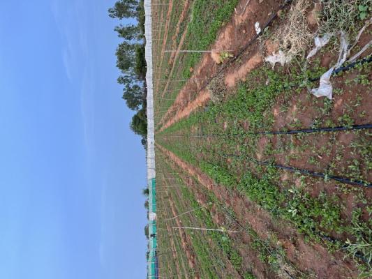 Soukya Samruddhi Farms