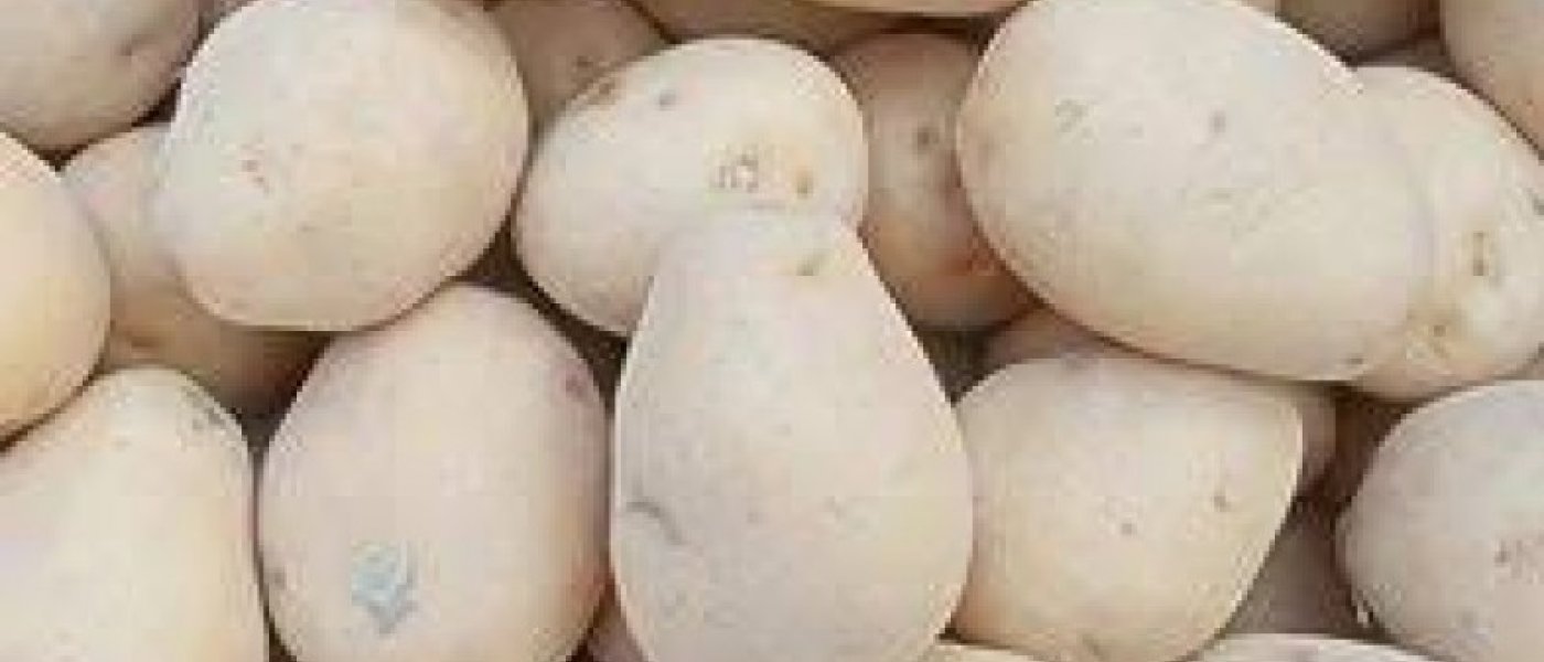 Fresh a grade chipsona potato