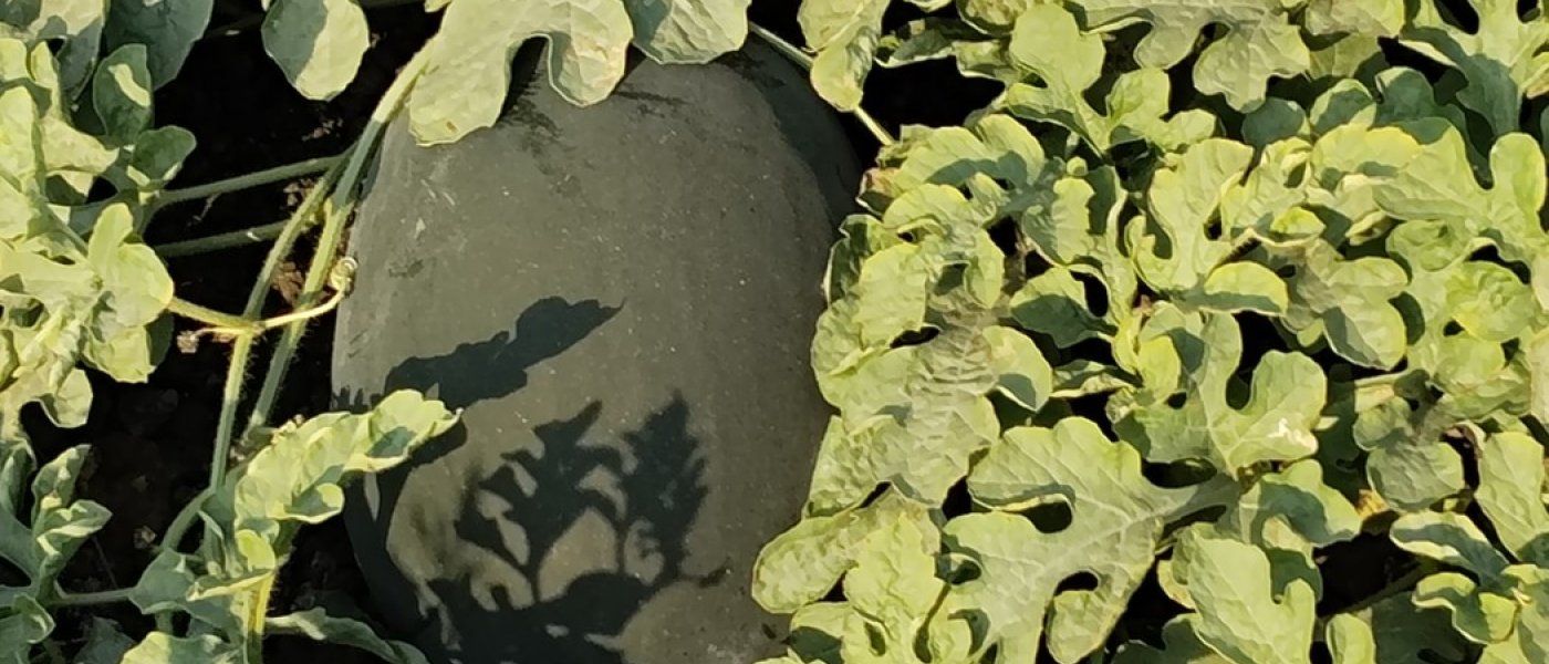 Watermelon, mango, ટેટી