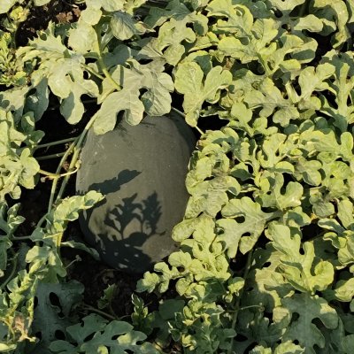 Watermelon, mango, ટેટી