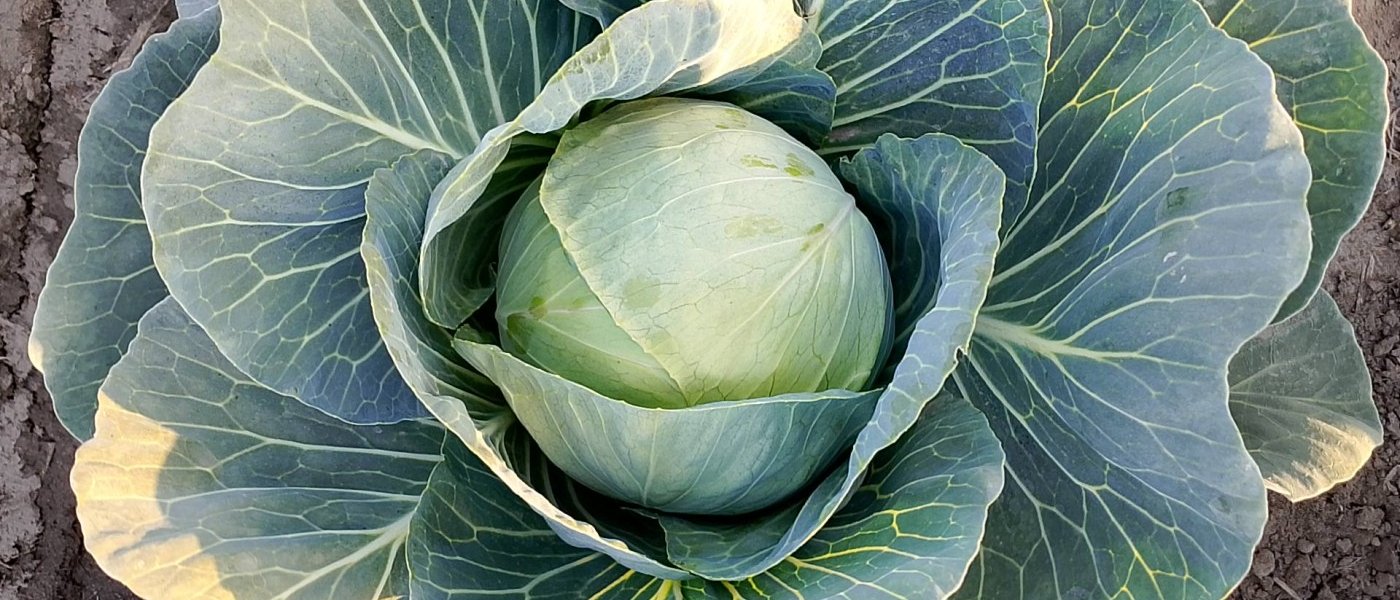 Fresh cabbage