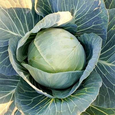 Fresh cabbage