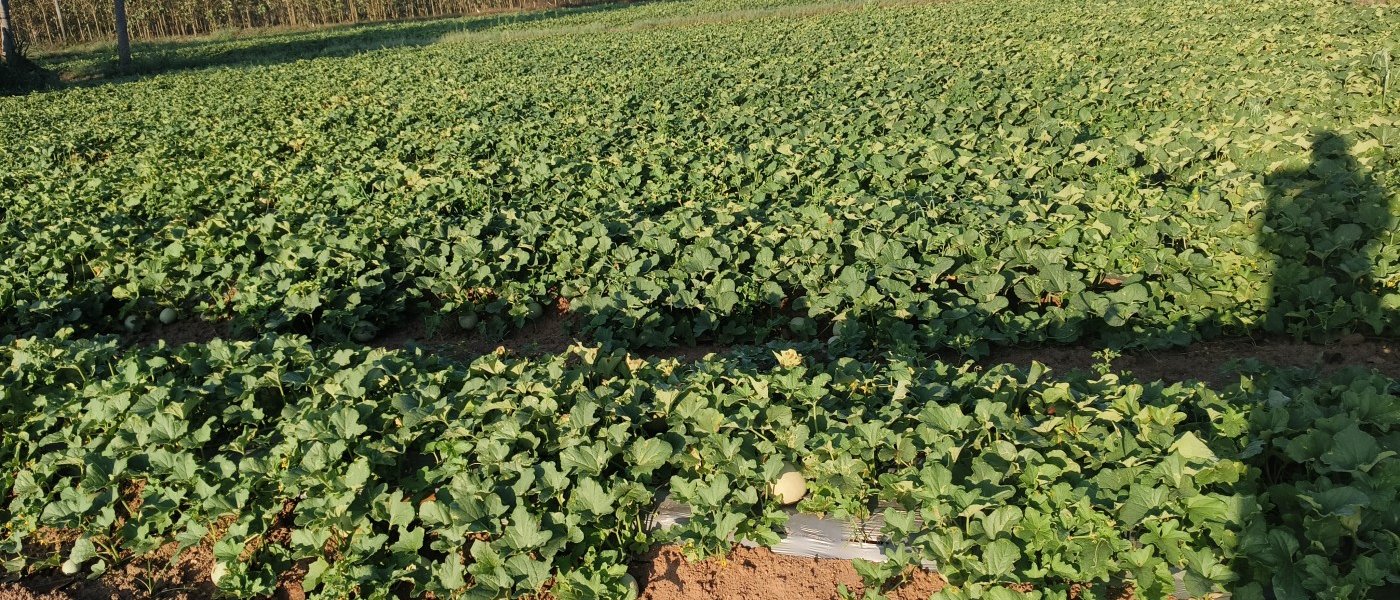 Kirni(Muskmelon)