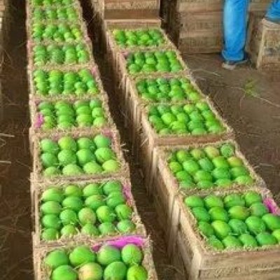 Ratnagiri alphonso mango