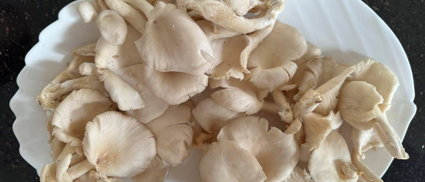 Oyster Mushrooms