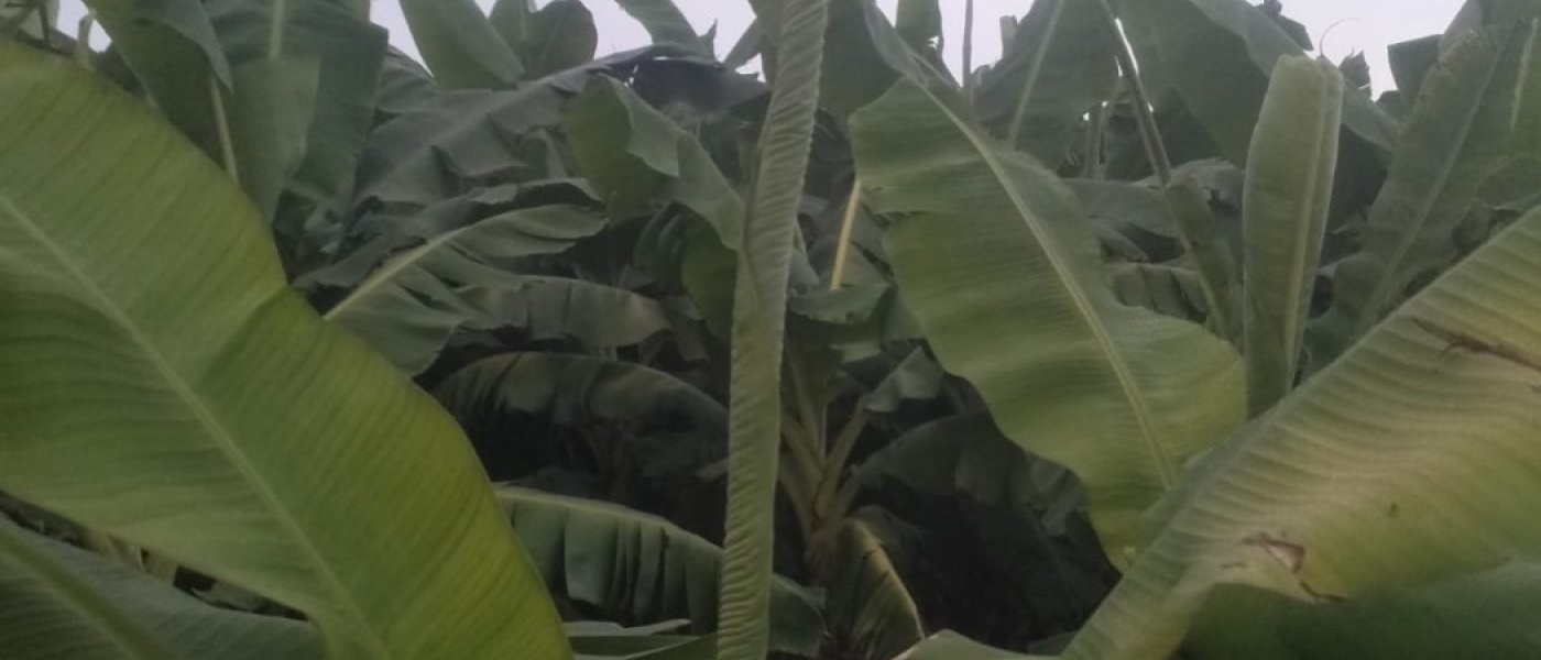 delicious banana
